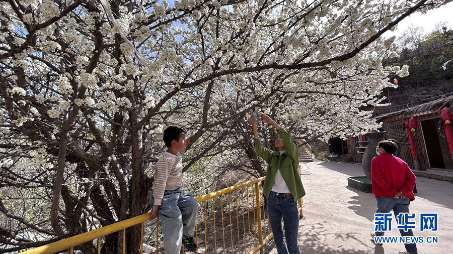 青海新闻旅游免费_青海旅游免门票_青海新闻免费旅游视频