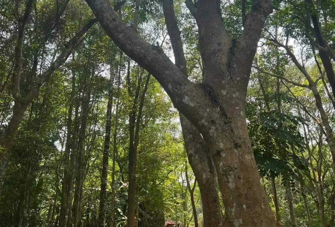 儋州特色旅游_儋州旅游品牌_海南省儋州市旅游特色