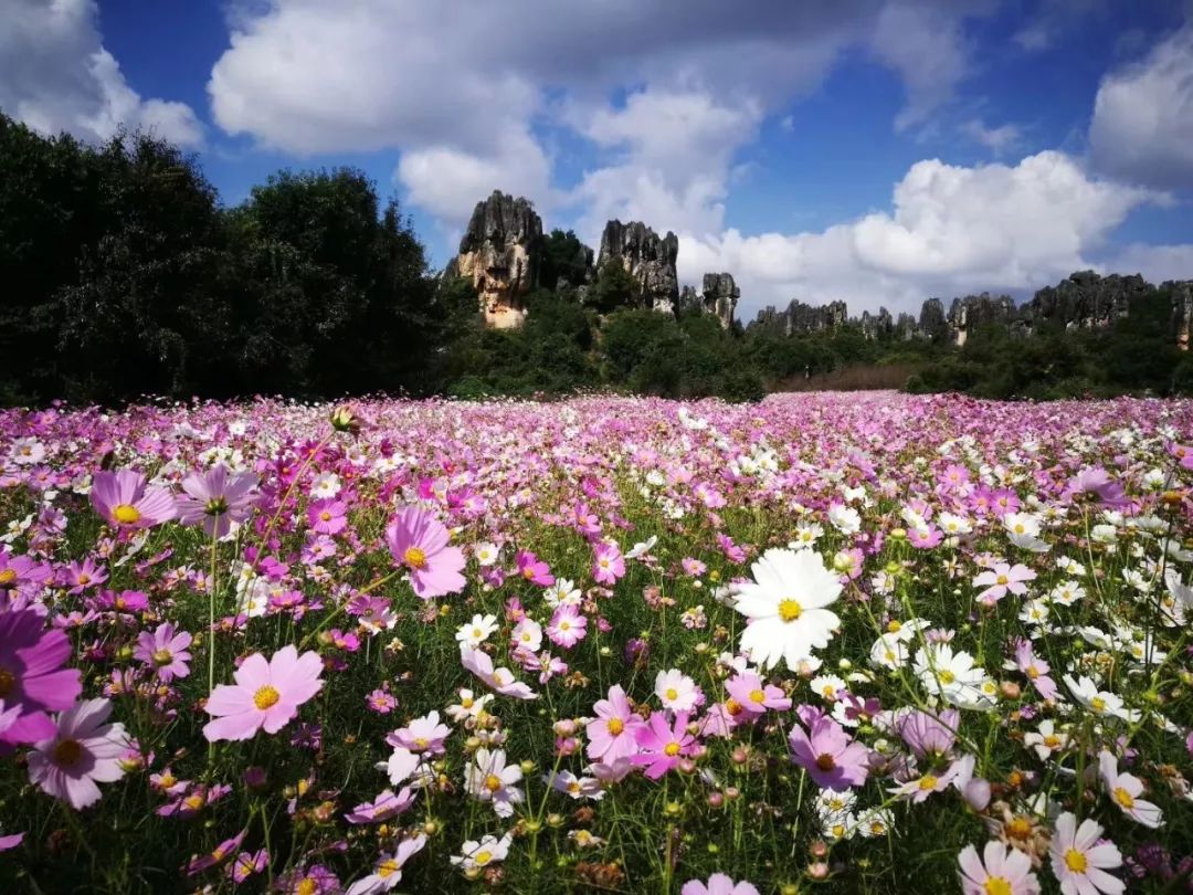 昆明这个季节旅游景点_昆明景点季节旅游攻略_昆明景点季节旅游推荐